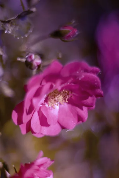 Ένα Κάθετο Επιλεκτικό Πλάνο Εστίασης Ενός Ροζ Τριαντάφυλλου Θολό Φόντο — Φωτογραφία Αρχείου
