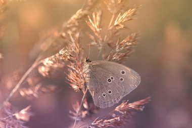 butterfly on the plant. butterfly on grass.