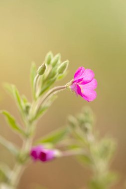 Renkli çiçeklerin arkaplan resmi, arka plan doğası