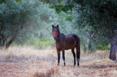 Kahverengi at tarlada