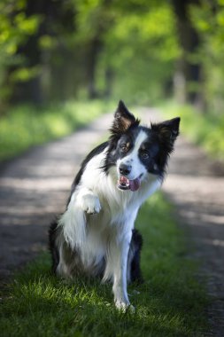 Collie Sınırı. Safkan köpek. Köpek eğitimi. Akıllı köpekler. Köpek portreleri..