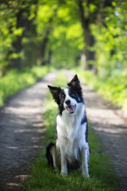 Collie Sınırı. Safkan köpek. Köpek eğitimi. Akıllı köpekler. Köpek portreleri..