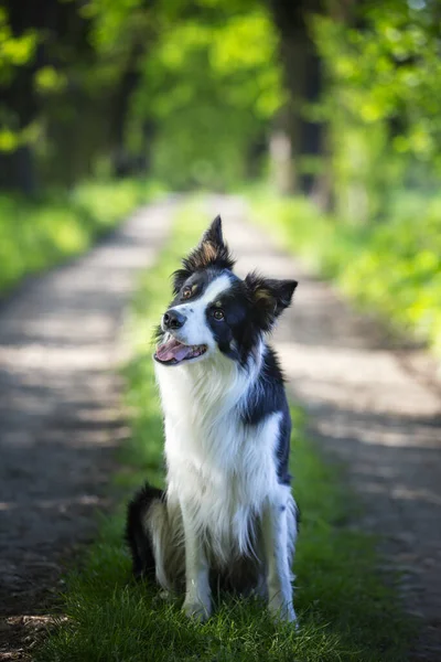 Border Collie Purebred Dog Dogs Training Smart Dogs Dog Portraits — Stock Photo, Image