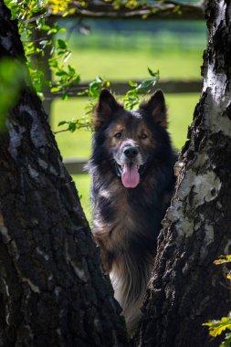 Köpek, yazın Alman çoban köpeği yetiştirir.