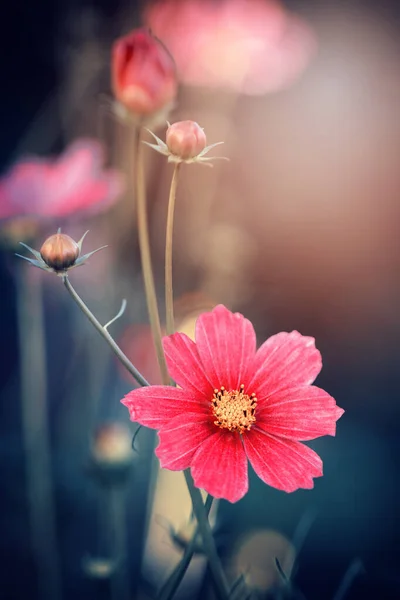 Bahçe kozmosu. Meksika usulü. Çiçek açan. Çiçek kompozisyonları. Çiçekli yaz bahçeleri. Çiçek süslemeleri. Çiçeklerin sanatsal fotoğrafları. Pastel tonlar. Taze çiçekler. Çiçek arkaplanı.