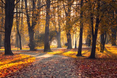 gün batımında güzel sonbahar park