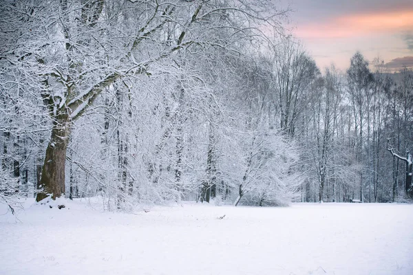 Karda Kış Manzarası — Stok fotoğraf