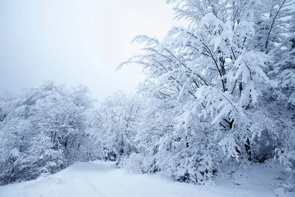 Kış Orman Manzarası Karla Kaplı — Stok fotoğraf