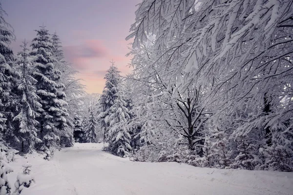 Ormanda Kış Manzarası Karla Kaplı Ağaçlar Bir Yol — Stok fotoğraf