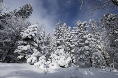 Karla kaplı ağaçlarla kaplı güzel kış manzarası