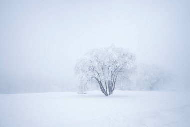 Karda ağaçlar olan güzel bir manzara.