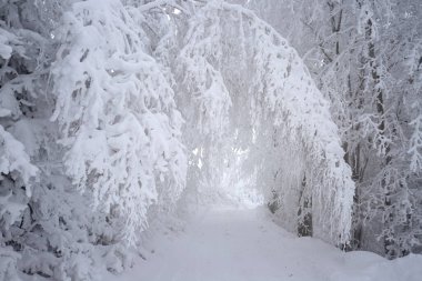 Karla kaplı ağaçlarla kaplı güzel kış manzarası