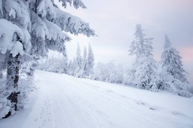 Karla kaplı ağaçlarla kaplı kış manzarası