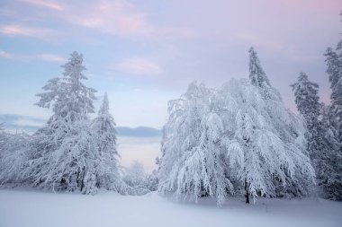 Karla kaplı ağaçlarla kaplı kış manzarası. Yılbaşı ağacı. Noel ve yeni yıl konsepti.