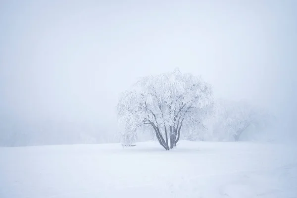 Karda Ağaçlar Olan Güzel Bir Manzara — Stok fotoğraf