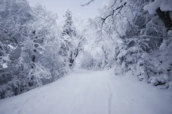 Karlı Kış Orman Ağaçları Ile — Stok fotoğraf