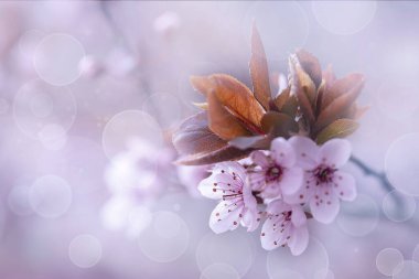 bahar kiraz çiçekleri, pembe çiçekler.