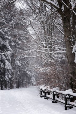 Polonya 'daki Beskid Dağları' nda çağlayan ve şelaleli kış nehri