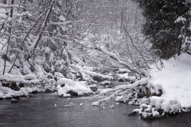 Polonya 'daki Beskid Dağları' nda çağlayan ve şelaleli kış nehri