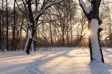 Akşamları günbatımında kış ormanı, Rusya