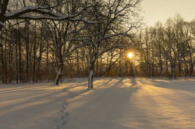 kış manzara orman ağaçları ile.