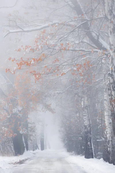 Güzel Karlı Kış Parkı — Stok fotoğraf