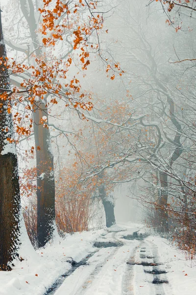 Kış Manzarasında Yol — Stok fotoğraf