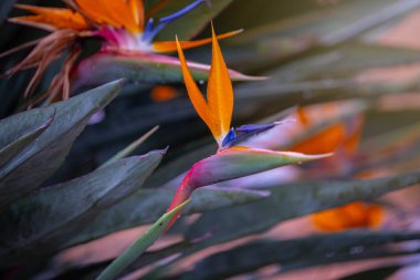 Strelitzia çiçeklerinin botanik çeşitleri