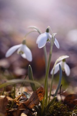 Beyaz bahar kardelen çiçekleri. Galantus. Vahşi orman çiçekleri
