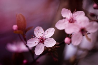 Pembe Japon kiraz çiçekleri. Bahçede çiçek açan bir ağacın bahar dalları.