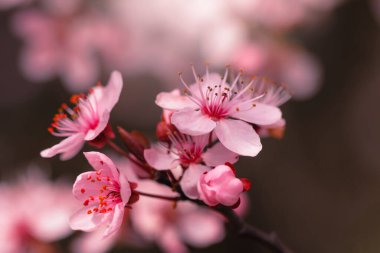 Pembe Japon kiraz çiçekleri. Bahçede çiçek açan bir ağacın bahar dalları.