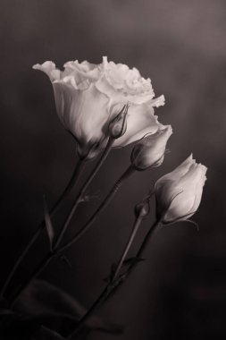 Çiçekler açan bir çiçek. Tomurcuklardaki güzel yapraklar ve çiçekler. Çiçek buketi, çiçekli arkaplan çiçekleri