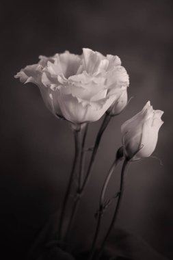 Çiçekler açan bir çiçek. Tomurcuklardaki güzel yapraklar ve çiçekler. Çiçek buketi, çiçekli arkaplan çiçekleri