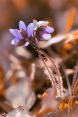 Hepatica nobilis ilkbahar ormanında çiçek açar.