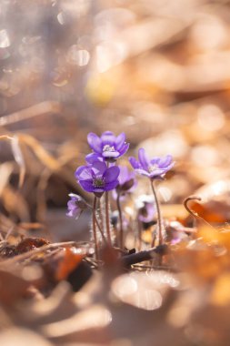 Hepatica nobilis ilkbahar ormanında çiçek açar.