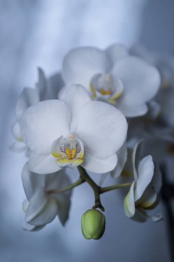 Çiçek açan bir orkidenin beyaz çiçekleri, mavi arkaplan, bitkisel çeşitlilikte orkide
