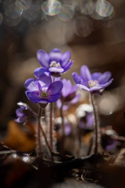 Hepatica nobilis ilkbahar ormanında çiçek açar.