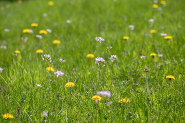 İlkbaharda karahindiba kır çiçekleri