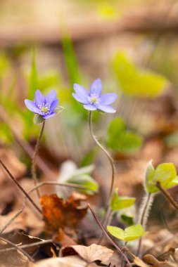 Hepatica nobilis ilkbahar ormanında çiçek açar.