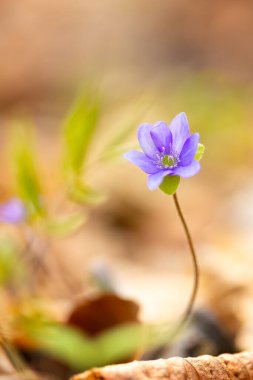 Hepatica nobilis ilkbahar ormanında çiçek açar.