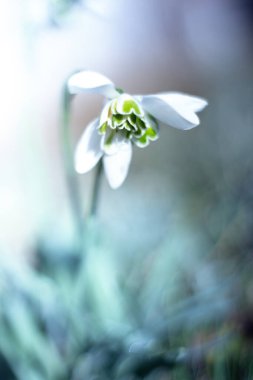 Beyaz bahar kardelen çiçekleri. Galantus. Vahşi orman çiçekleri. Çiçek arka planı.