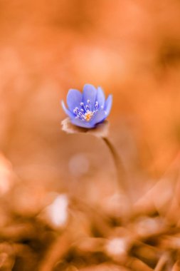 Hepatica nobilis ilkbahar ormanında çiçek açar.