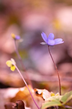 Hepatica nobilis ilkbahar ormanında çiçek açar.