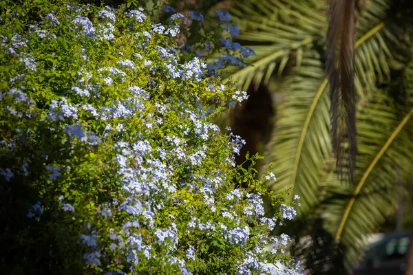 Blue Blooming Ocher Flowers Menorca Spain Royalty Free Stock Photos