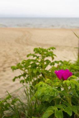 Baltık Denizi kıyısındaki yaban gülü çalılığında pembe çiçekler.