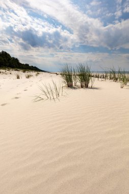 Polonya 'daki Baltık Denizi kıyısı ve plajlı resim gibi deniz manzarası, yeşil otlarla kaplı yatay manzara. Deniz manzarası. Deniz Kalıpları.