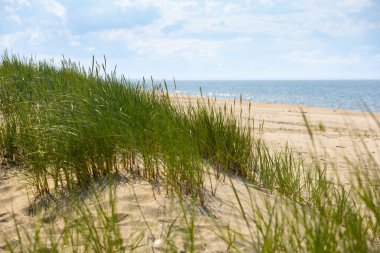 Polonya 'daki Baltık Denizi kıyısı ve plajlı resim gibi deniz manzarası, yeşil otlarla kaplı yatay manzara. Deniz manzarası. Deniz Kalıpları.
