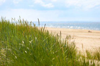 Polonya 'daki Baltık Denizi kıyısı ve plajlı resim gibi deniz manzarası, yeşil otlarla kaplı yatay manzara. Deniz manzarası. Deniz Kalıpları.