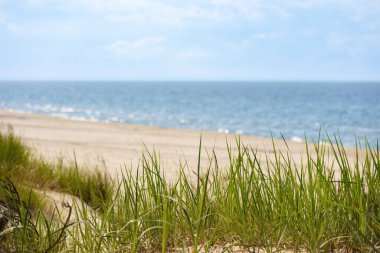 Polonya 'daki Baltık Denizi kıyısı ve plajlı resim gibi deniz manzarası, yeşil otlarla kaplı yatay manzara. Deniz manzarası. Deniz Kalıpları.