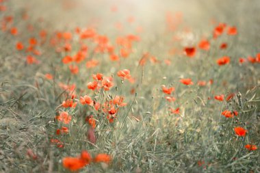 Polonya 'da yaz otlağında kırmızı tarla gelincikleri
